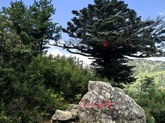 -牛背梁国家森林公园