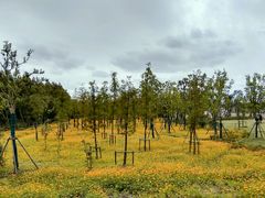 -上海长兴岛郊野公园