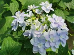 -石家庄市植物园