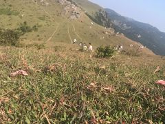 -大姆山草场