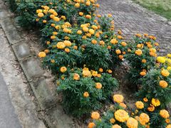 -紫颐香薰山谷景区