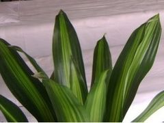 -艺林盲人按摩院(长寿店)