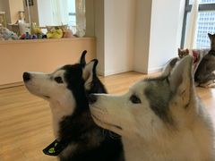 -Husky Go! 哈士奇体验馆·宠物咖啡厅狗咖