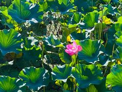 -昆山城市生态森林公园