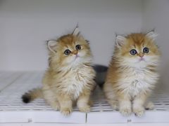 -lincat·猫舍(广州店)