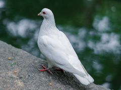 -西园寺