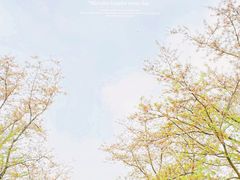 -上海滨江森林公园