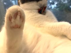 -猫小院猫主题咖啡厅(北锣店)