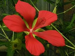 -国家植物园南园