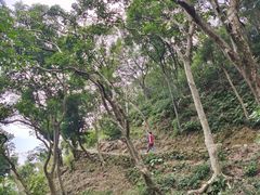 -梧桐山风景名胜区