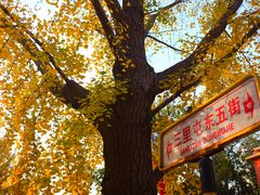 -三里屯东五街银杏大道