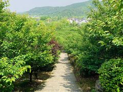 -香雪海