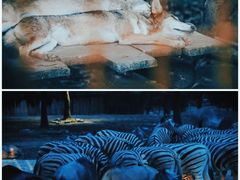-上海野生动物园