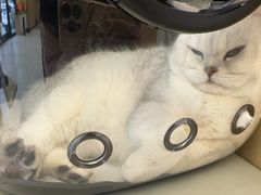 -瑞派康怡24h宠物医院·犬猫医疗中心·微创绝育(瑞景分院)