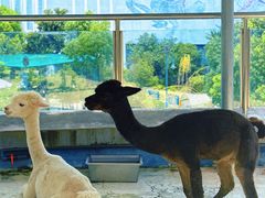 -芜湖新华联大白鲸海洋公园