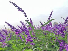 -汉长安城未央宫国家考古遗址公园