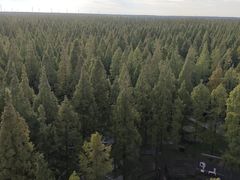 -黄海国家森林公园