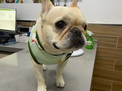 -爱侣宠医·鹦鹉专科·小型哺乳类·异宠专科(灵石路店)