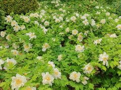 -洛阳市隋唐城遗址植物园
