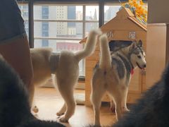 -Husky Go! 哈士奇体验馆·宠物咖啡厅狗咖