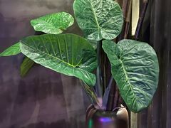 -观唐足道SPA养生会馆(南湖店)