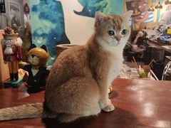 -咖法森林·咖啡  酒吧(天河店)