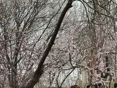 -桃花堤公园