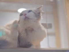 -屋虎猫馆(宝安大仟里店)