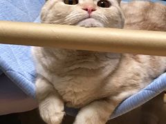 -棒约翰比萨·意面(松江开元店)