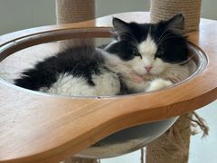 -共舞时光猫咖·狗咖(新街口店)