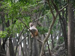 -黔灵山公园