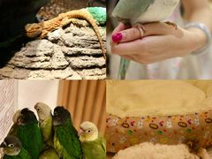 -帕帕拉兹宠物(亚洲旗舰店)