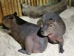 -萌宠奇缘