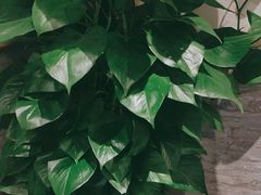 -宋益驴蹄子面肉夹馍(辛家庙店)