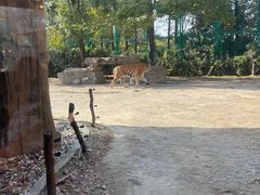 -上海野生动物园老虎餐厅