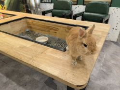 -神奇动物撸宠馆·羊驼·小浣熊·异宠(豫园店)
