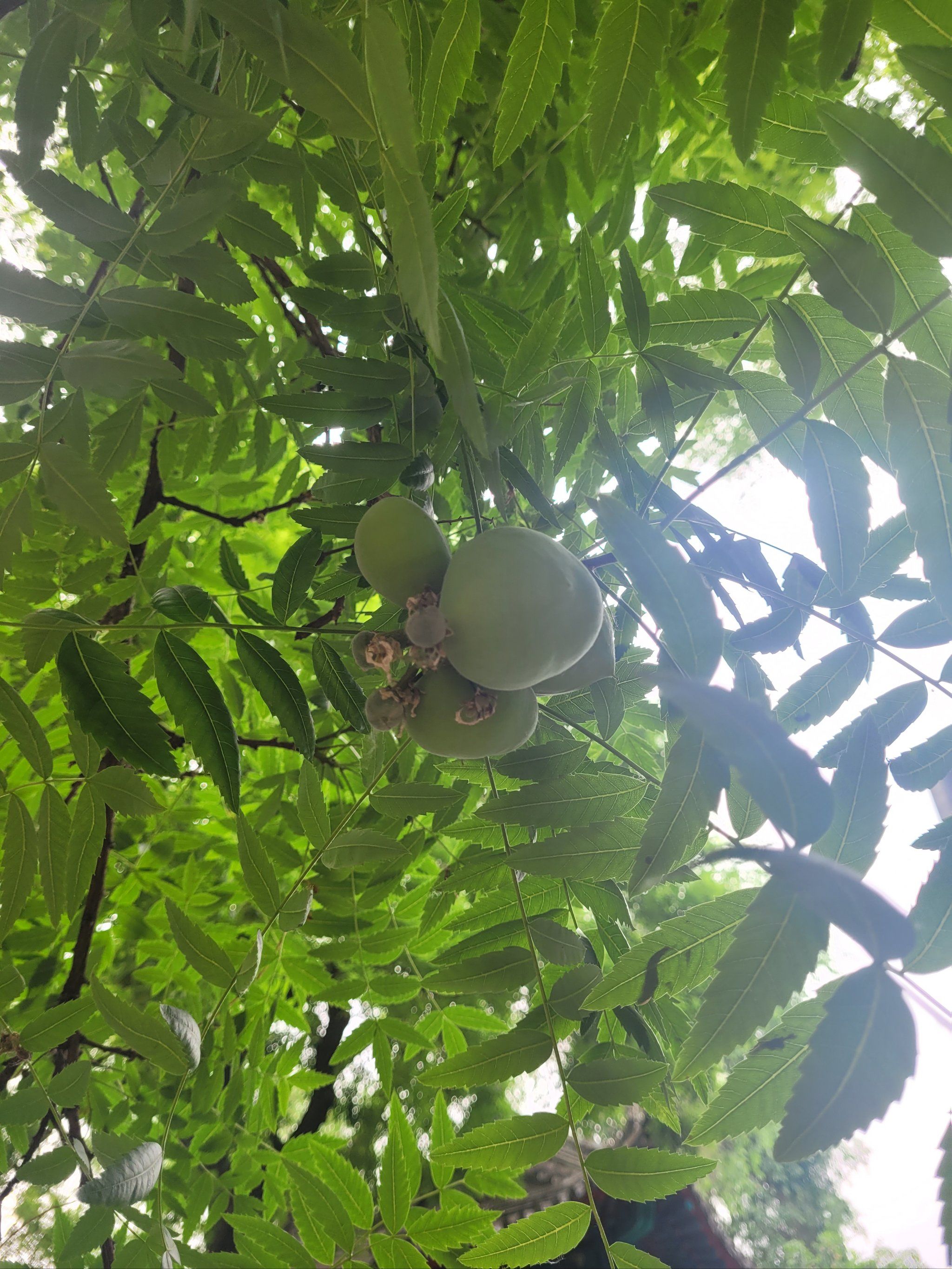 法源寺门口这棵树上是长的什么果子啊?