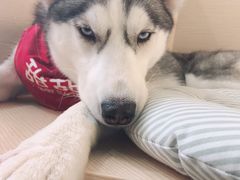-Husky Go! 哈士奇体验馆·宠物咖啡厅狗咖