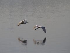 -广东花都湖国家湿地公园