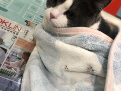 -伟伟宠物医院·CT影像中心·瑞派犬猫综合性门诊(汉口总院)