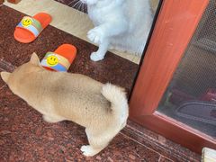 -萌兽医馆·宠物医院·猫骨科(创景店)