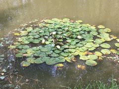 景点-合肥滨湖国家森林公园