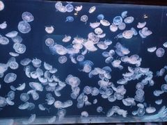 -大连老虎滩海洋公园