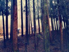 -山王坪喀斯特国家生态公园