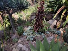 -墨尔本皇家植物园