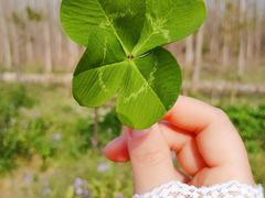 -合肥滨湖国家森林公园