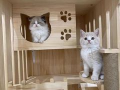 -欣宠猫屋·矮脚拿破仑·蓝金金渐层