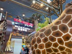 -卡通尼·Safari非洲探索乐园·生日会(金桥国际商业广场店)