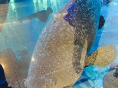 -迪拜水族馆及水下动物园
