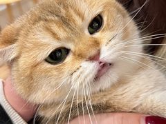 -Let's go狗咖·猫咖·奶狗·桌游(春熙路IFS店)